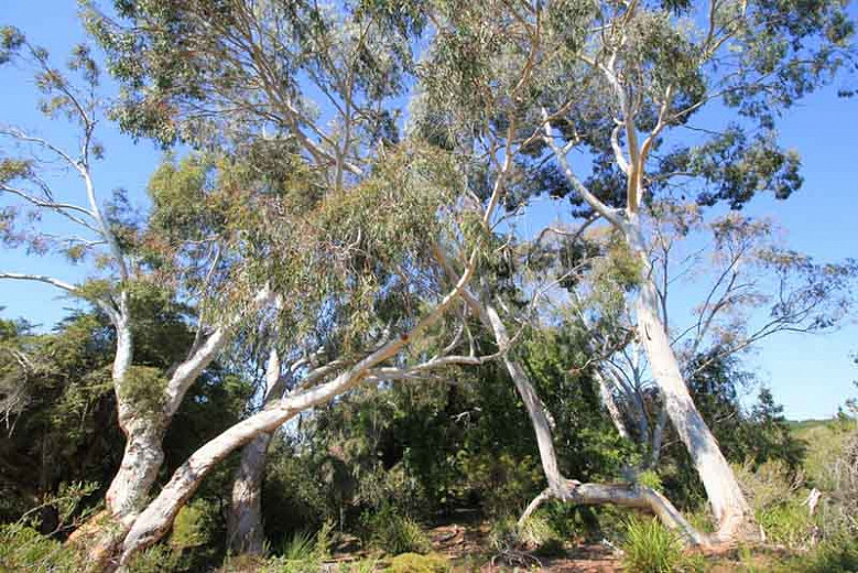 Eucalyptus rubida, Candlebark, Candle-Bark Gum, Ribbon Gum, White Gum, Evergreen Tree, Bark, Aromatic Leaves